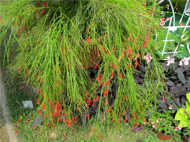 Flora art 2011